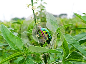 insect invertebrate animal flower green plant leaf produce arthropod food shrub beetle pest bee wildlife tree honeybee