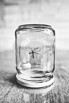 Insect in a jar