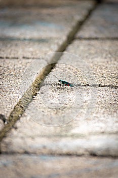 Insect, Jewel emerald Cockroach wasp or Ampulex Compressa on cement surface photo