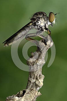 Insect killer eating red ant