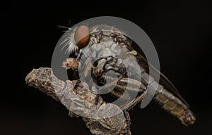 Insect eating red ant