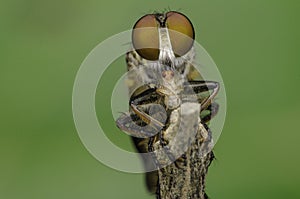 macro Insect eating red ant