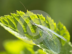 Insect lacewing (Latin. Chrysopidae)