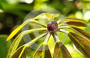 Insect Lady Beetle Ladybug Ladybugs Ladybird Beetles Green Plants Nature Coccinellidae Sunshine Morning Spring Outdoor Garden