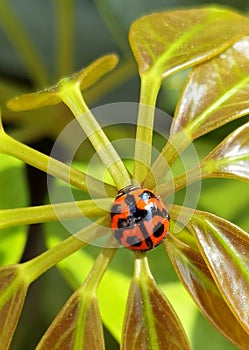 Insect Lady Beetle Ladybug Ladybugs Ladybird Beetles Green Plants Nature Coccinellidae Sunshine Morning Spring Outdoor Garden