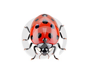 Insect ladybird cute small red bugs. Vector illustration desing