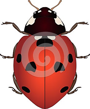 insect Ladybug. Coccinellidae. Sketch of ladybug. Ladybird. Lady beetle isolated on white background. Design for