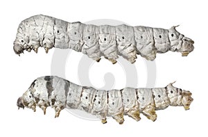 Insect larvae (caterpillar) photo