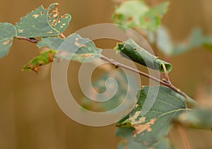 The insect Lays a single egg on a leaf and then rolls it inward to protect it until it hatch. photo