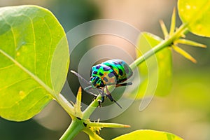 Insect on leaf