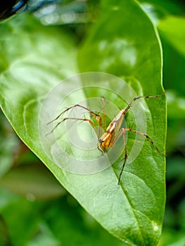 insect on a leaf close up view