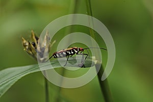 Insect on the Leaf India