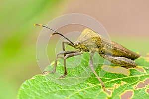 Insect on the leaf