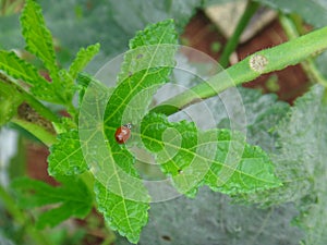 Insect on leaf of okra plant - Ladybug