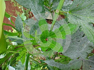 Insect on leaf of okra plant - Ladybug