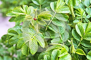 The insect on the leaves of wild rose, Ladybug on a wild rose bushes