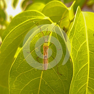 Insect, Leptocorisa Oratoria, The Rice Ear Bug