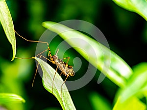 An insect life, between the leaves