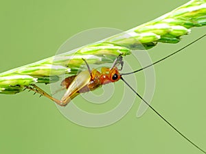 Insect life in wild