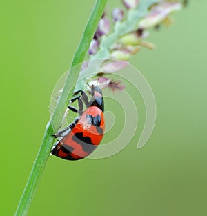 Insect life in wild