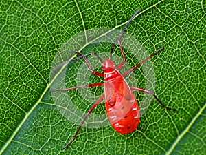 Insect life in wild