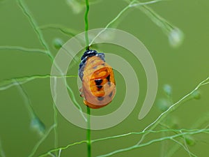 Insect life in wild