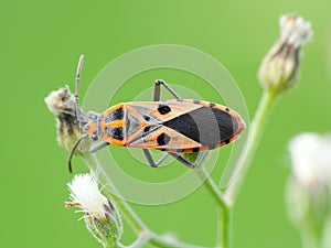 Insect life in wild