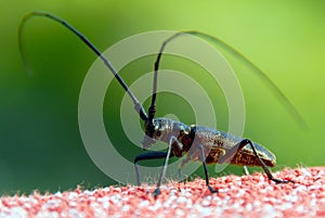 Insect with long antennae photo