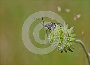 an insect with long antennae