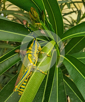 An insect that loves to dwell on the leaf of the plant and flower& x27;s plant. photo