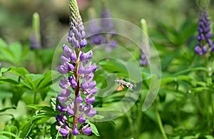 Insect and Lupinus polyphyllus