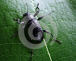 Insect macro close up