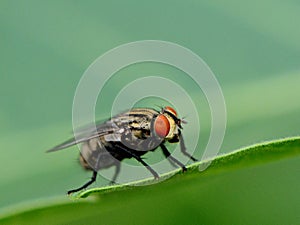 Insect macro close up