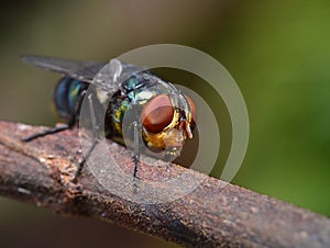 Insect, macro, Green fly, natural, colorfull