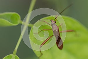 Insect macro in Tangkoko National Park. North Sulawesi, Indonesia.