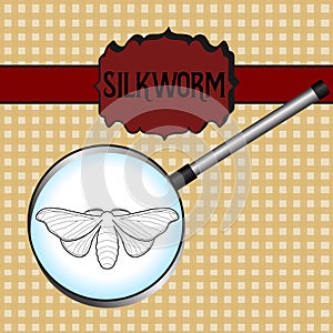 Insect in magnifier. butterfly Bombyx mori