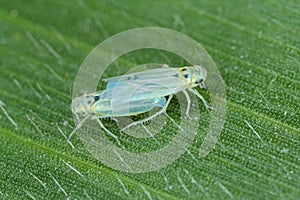 Insect of Maize leafhopper Zyginidia scutellaris pest of corn crop and damaged leaves of maize by this pest. It is an increasing