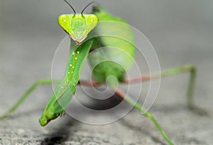 Insect mantis