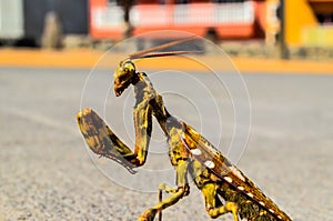 Insect Mantis Religiosa
