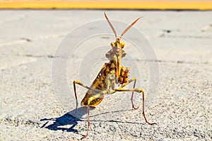 Insect Mantis Religiosa