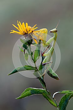 Insect Mantis religiosa sits on plant