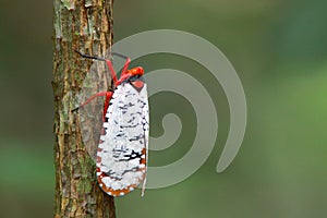 Insect mass in Asia