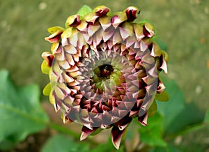 Insect in the middle of beautiful flower