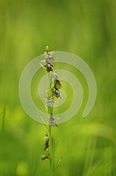 Insect mimicry by this rare fly orchid