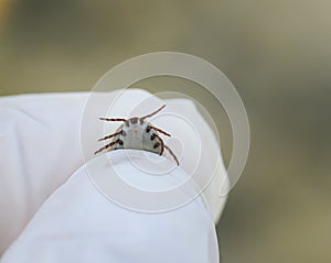 Insect mite pressurized blood in the hands in gloves rubber