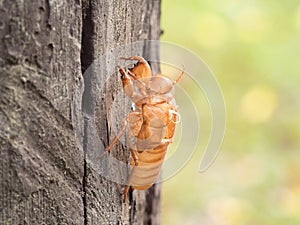 Insect molting cicada on tree in nature. Cicada metamorphosis (Latin Cicadidae) grow up to adult insect. photo