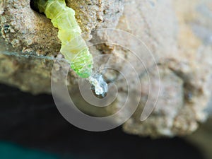 Insect Molting out of The Nest