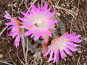 Insect on a Montana Bitterroot Flower