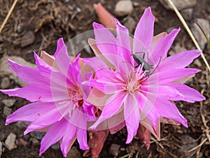 Insect on a Montana Bitterroot Flower