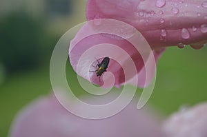 An insect on morning glory flower